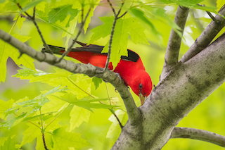 Bird Friendly Maple Receives $2 million from USDA Forest Service
