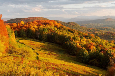 Congratulations to Baird Farm Maple